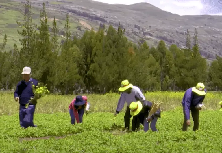 ¿Qué es el seguro agrario en el Perú?